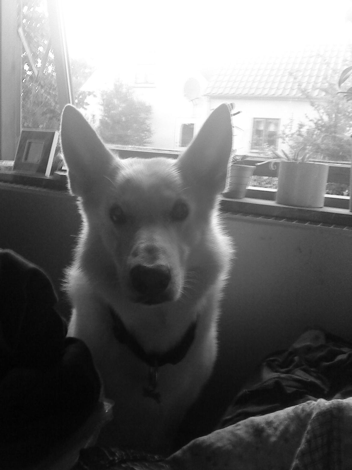 Hvid schæfer buller billede 1