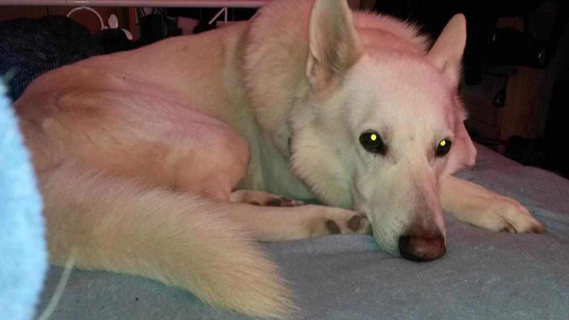 Hvid schæfer buller billede 2