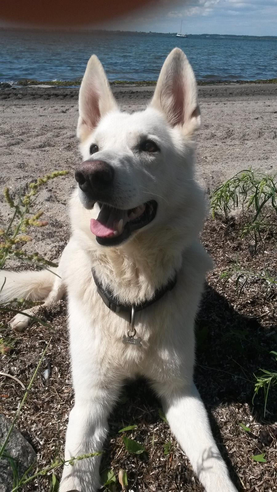 Hvid schæfer buller billede 3