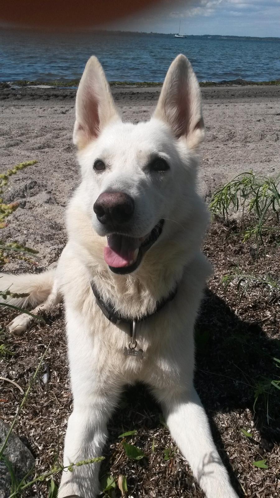 Hvid schæfer buller billede 5