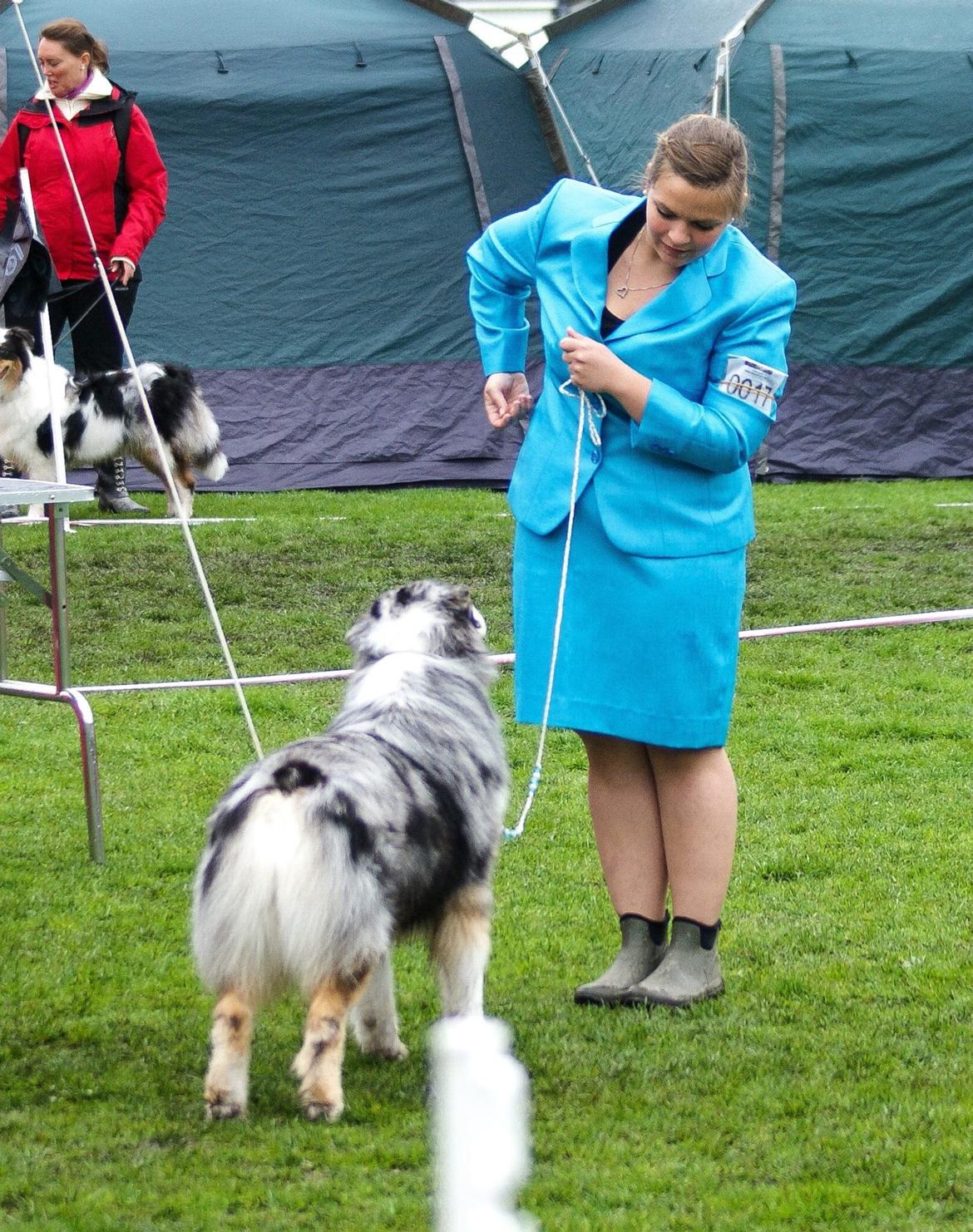 Australian shepherd Aston billede 31