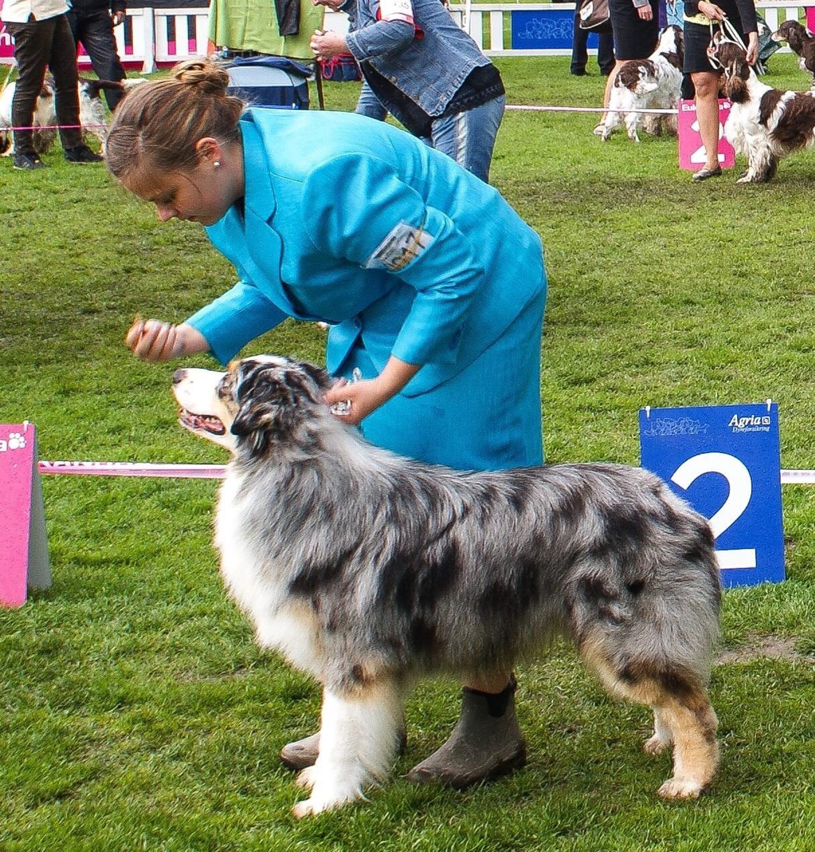 Australian shepherd Aston billede 37