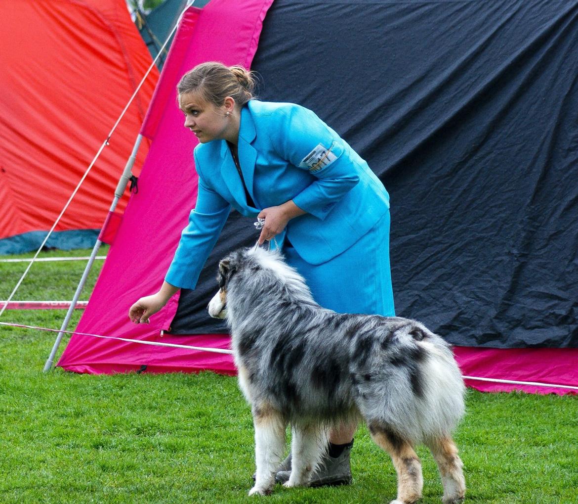 Australian shepherd Aston billede 34