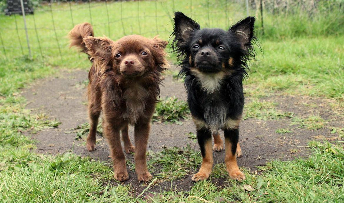 Chihuahua Paya - Ad det regner! 13-06-2015 billede 32