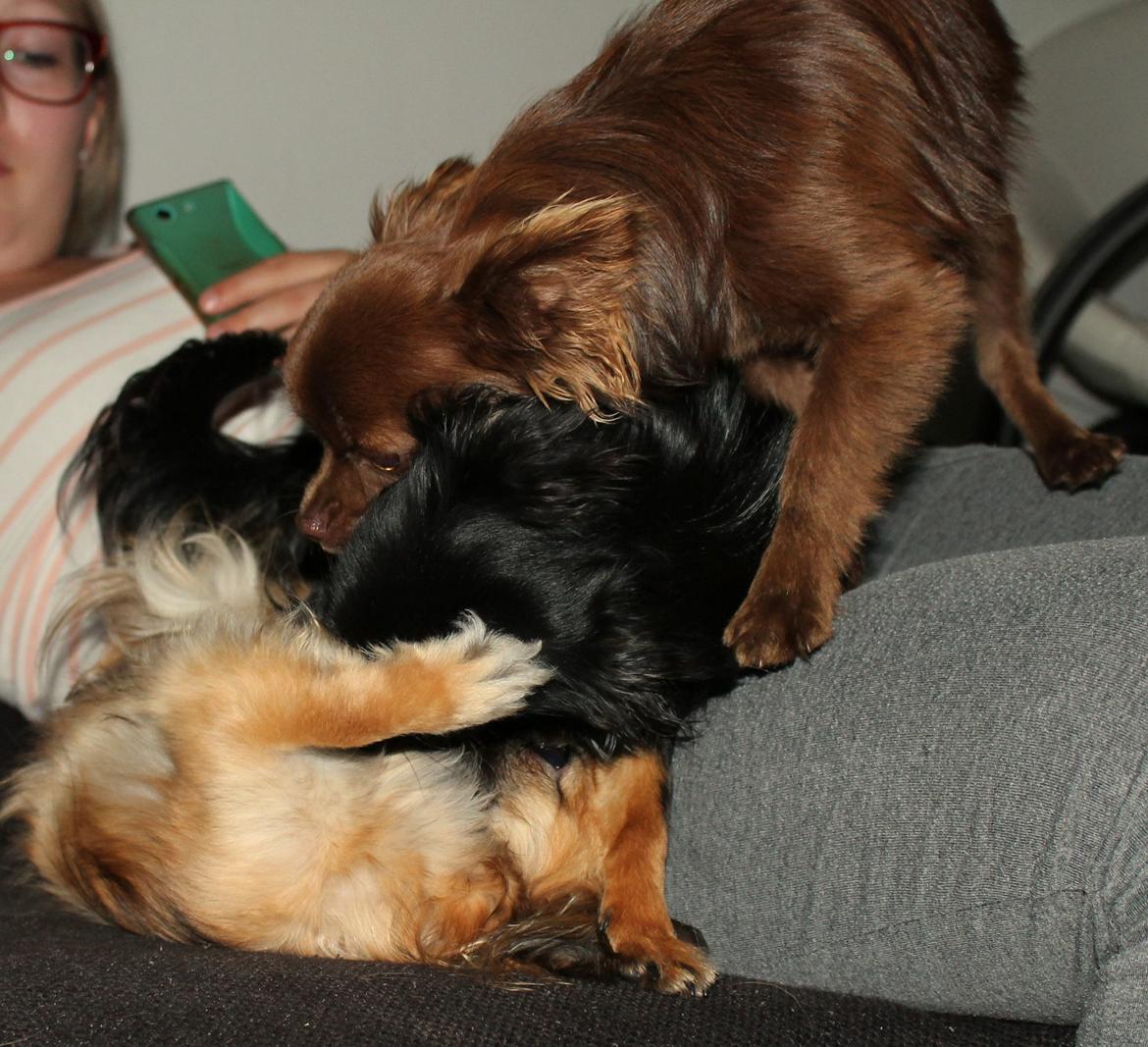 Chihuahua Paya - Leg 13-06-2015 billede 33