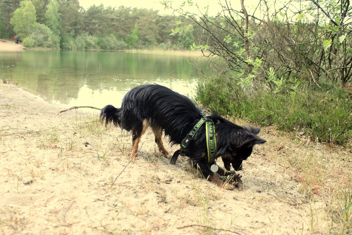 Chihuahua Paya - Stranden 12-06-2015 billede 27