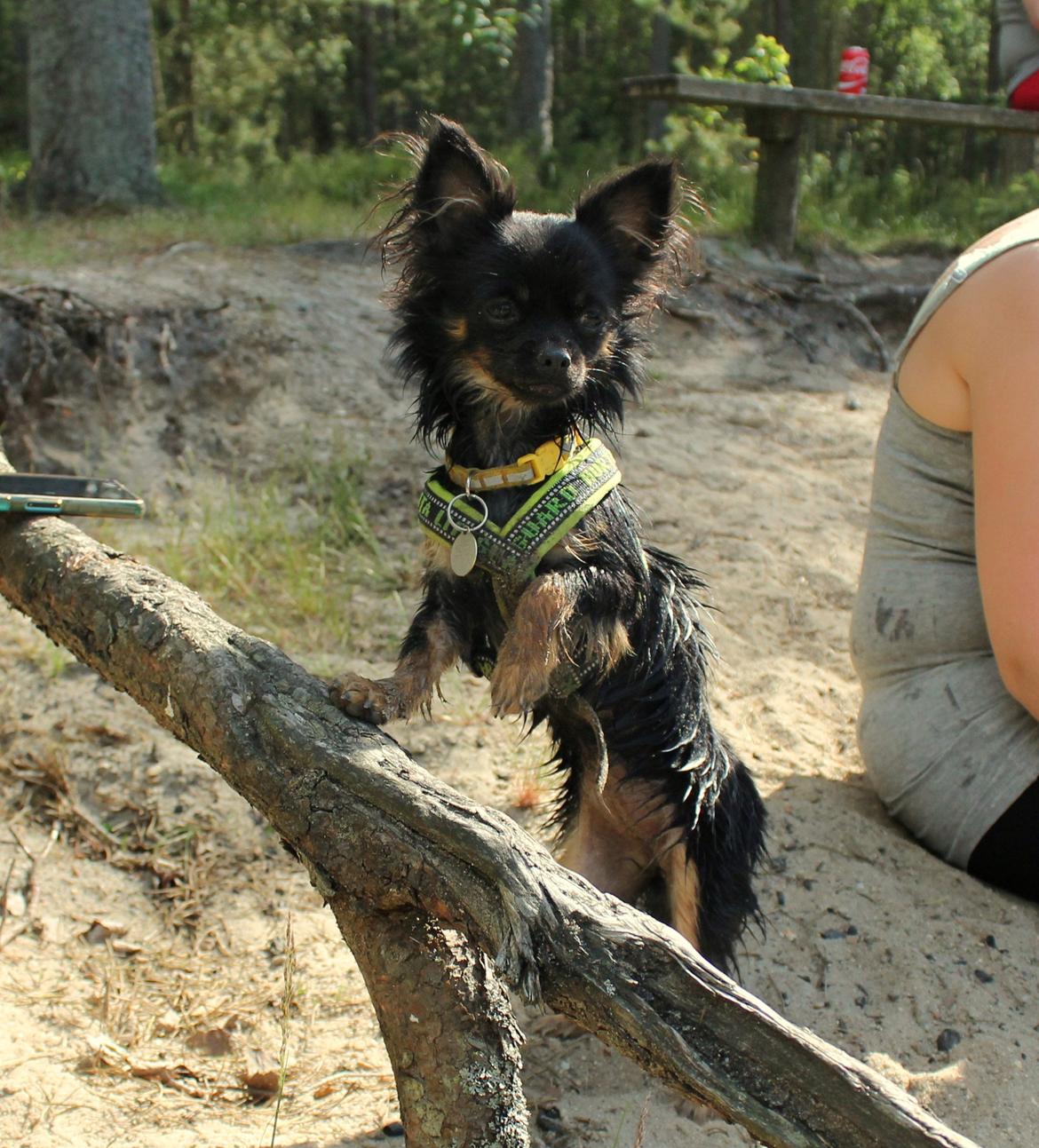 Chihuahua Paya - Stranden 12-06-2015 billede 28