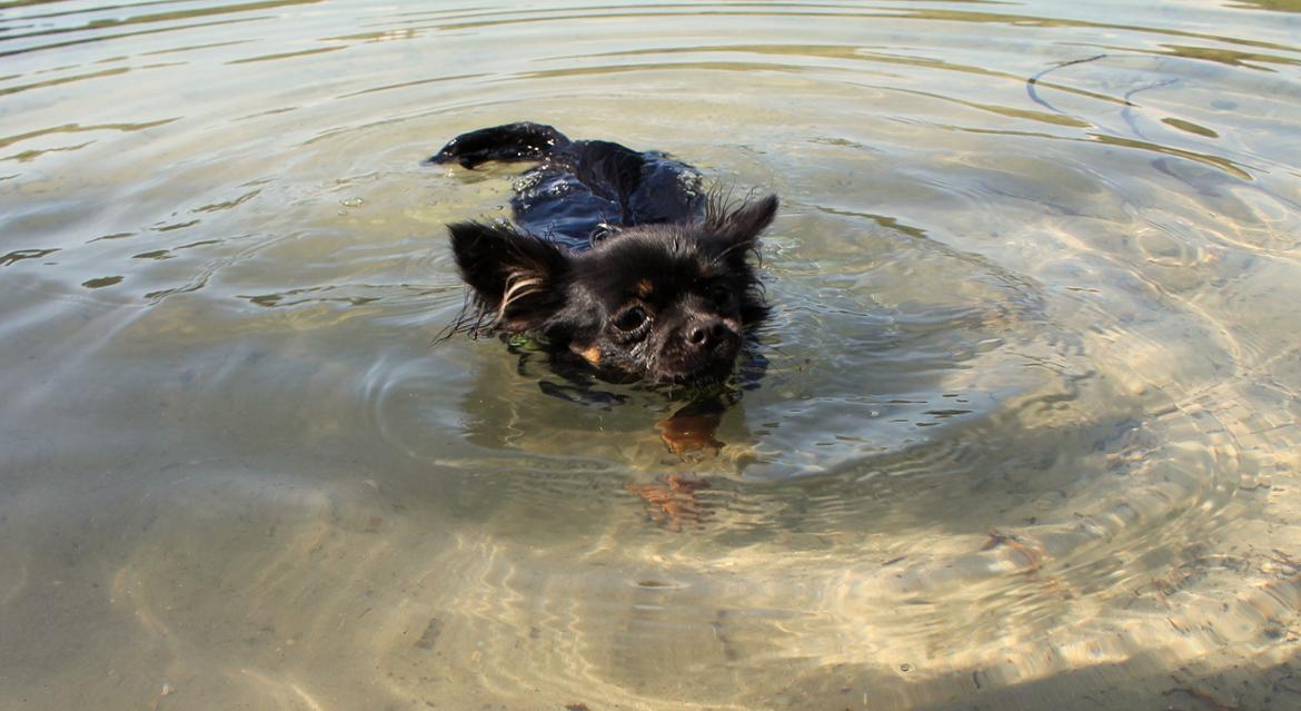 Chihuahua Paya - Stranden 12-06-2015 billede 29
