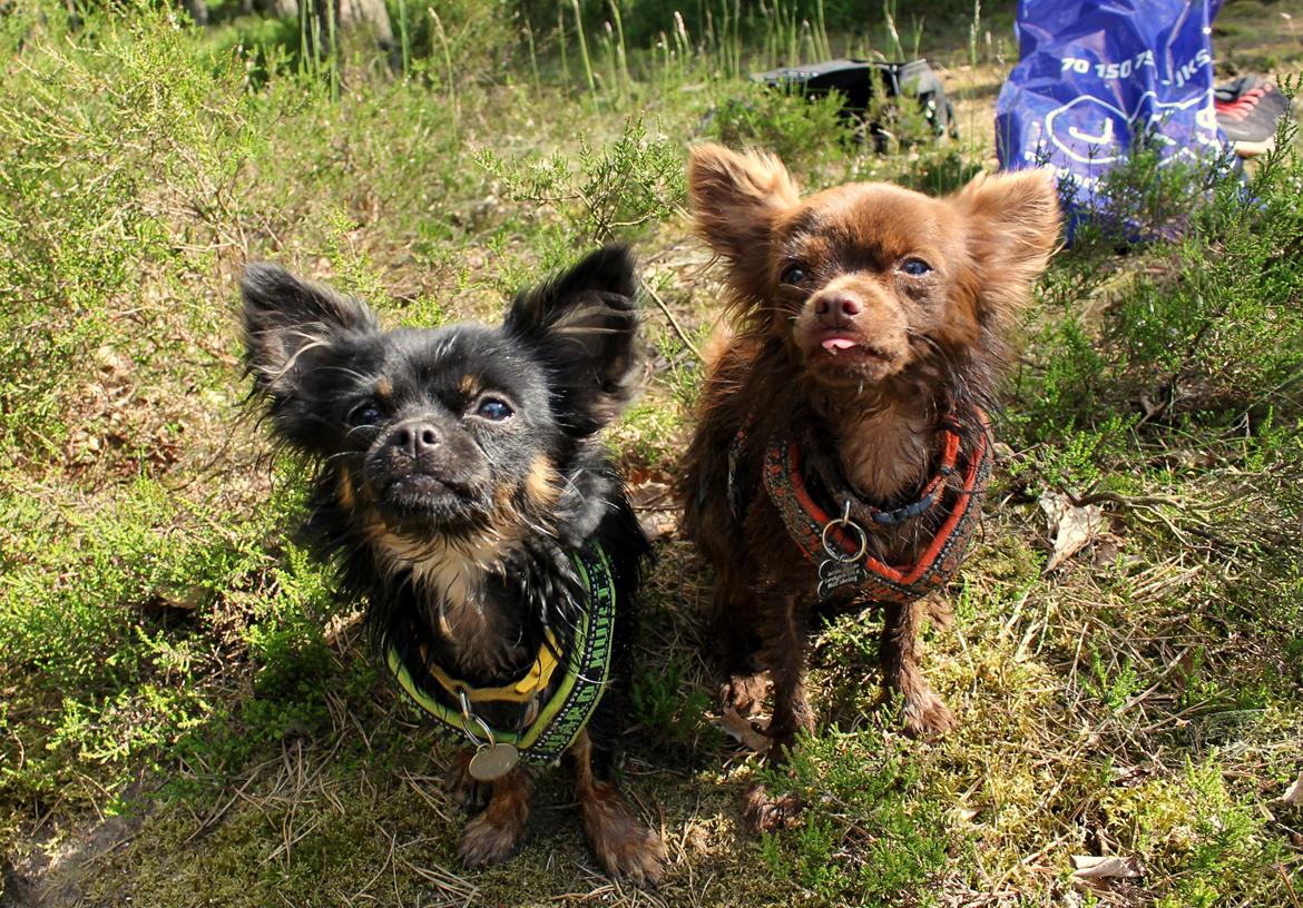 Chihuahua Paya - Stranden 12-06-2015 billede 30