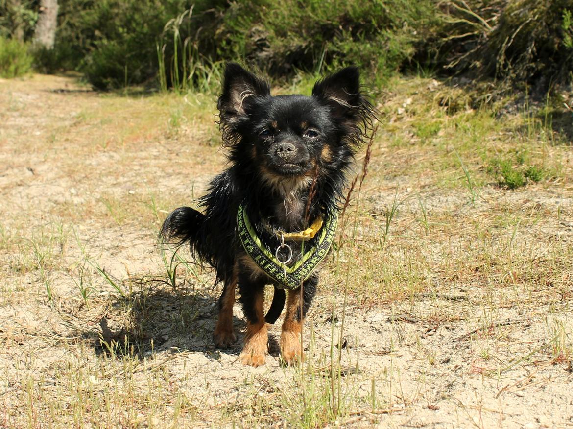 Chihuahua Paya - Stranden 12-06-2015 billede 31