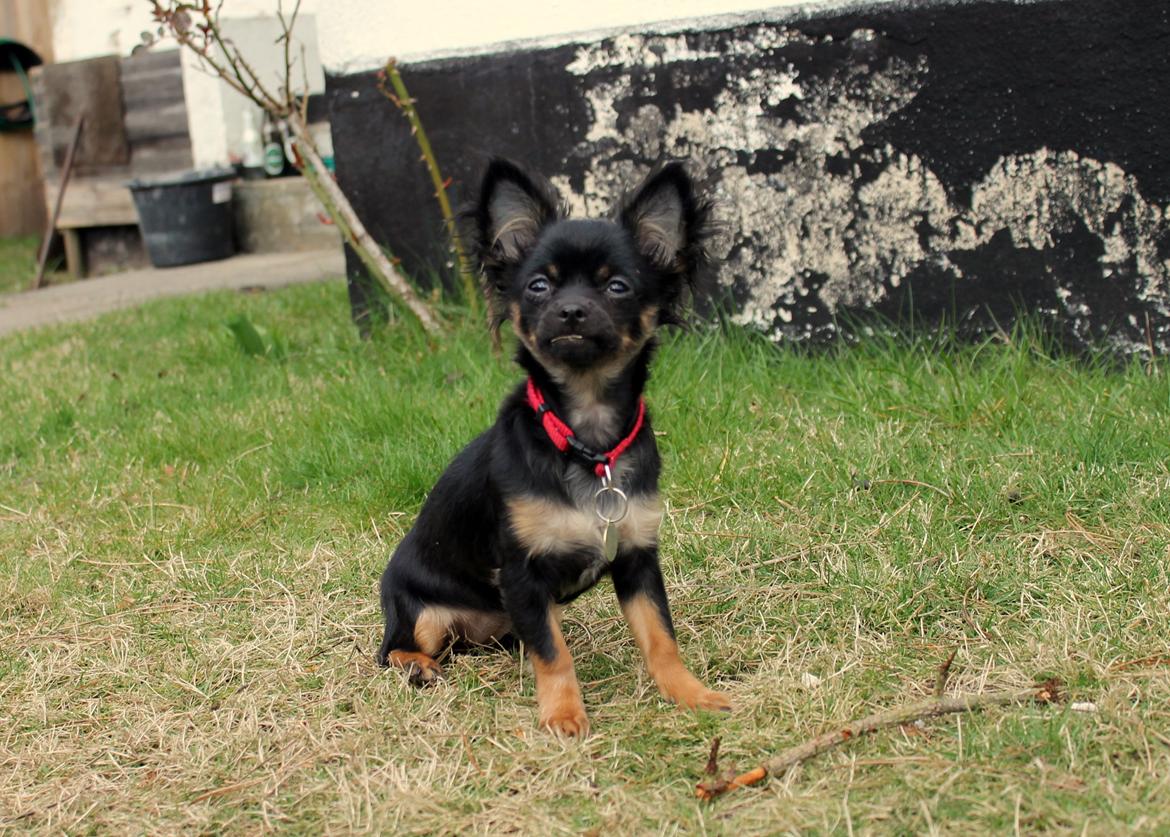 Chihuahua Paya billede 19