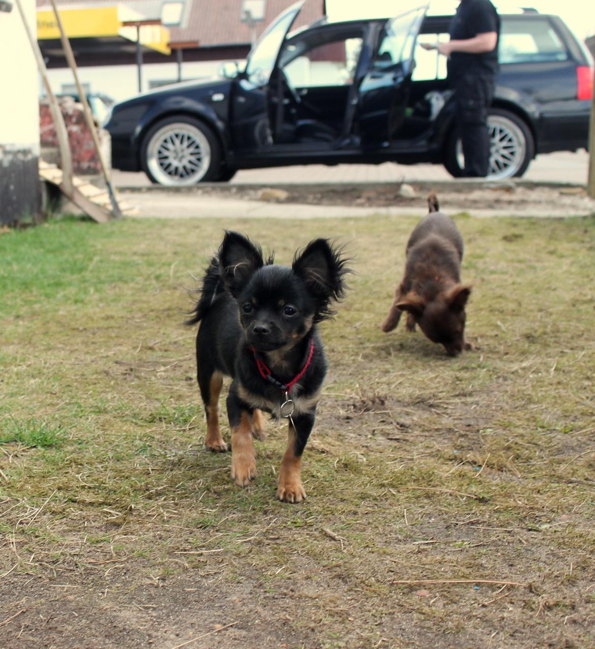 Chihuahua Paya billede 20