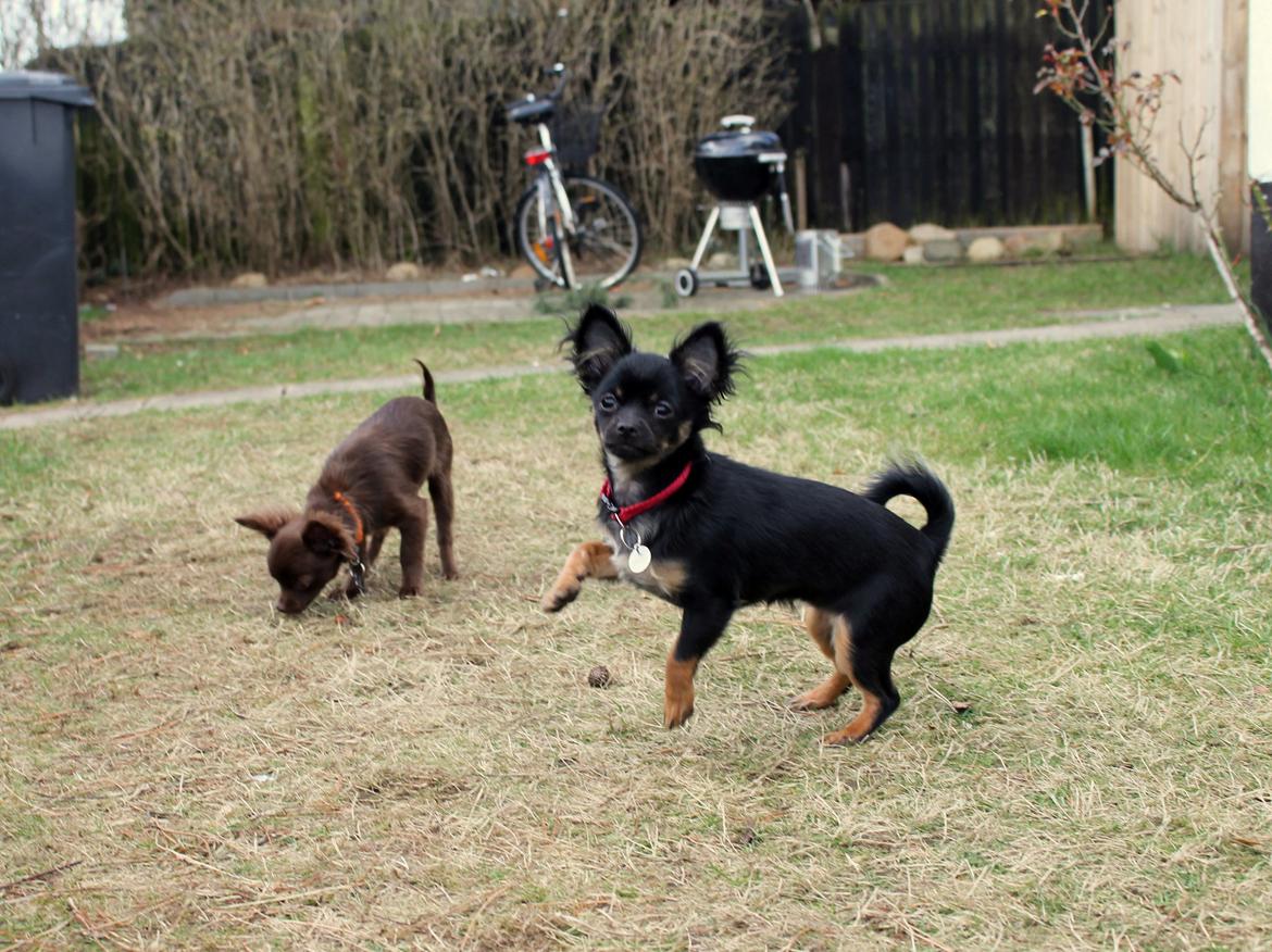 Chihuahua Paya billede 21