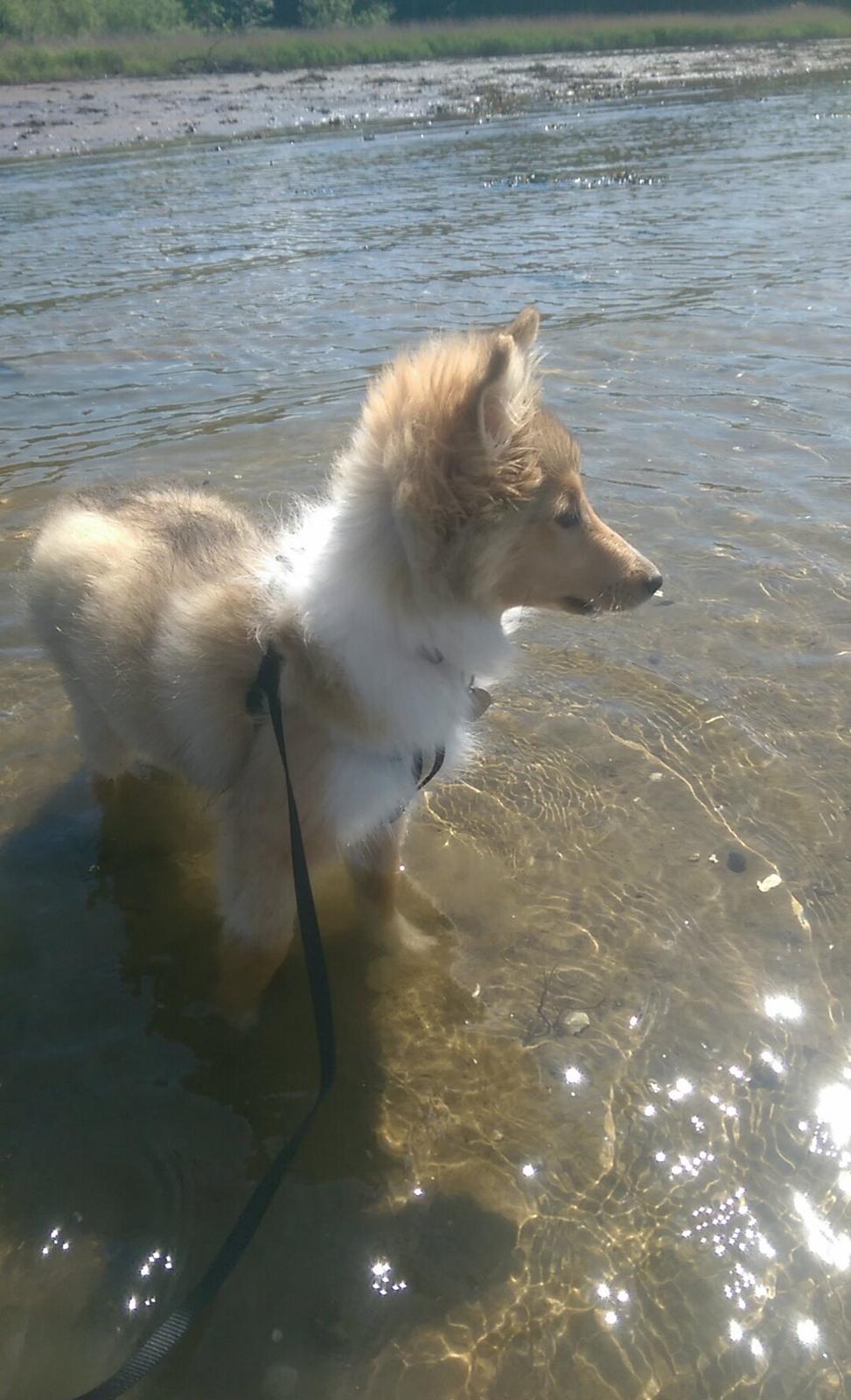 Shetland sheepdog Molly billede 4