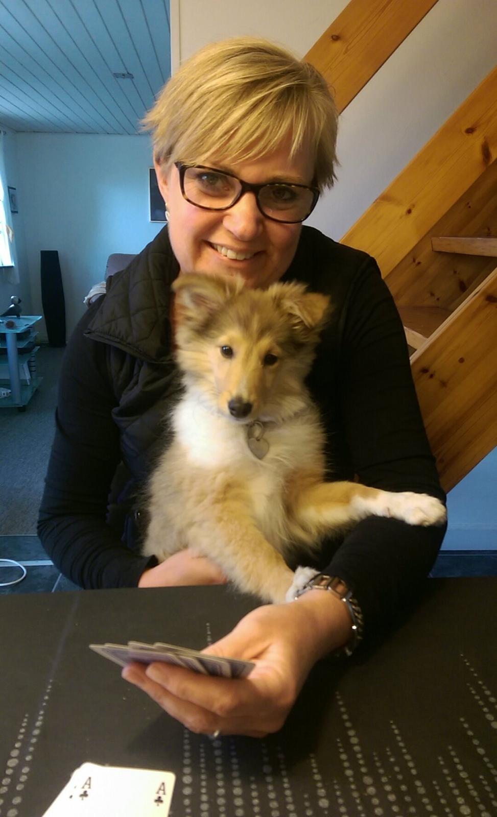 Shetland sheepdog Molly billede 3