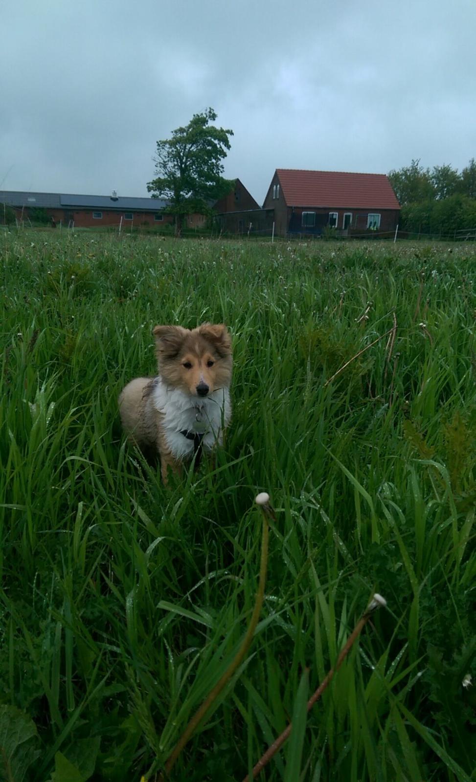 Shetland sheepdog Molly billede 5
