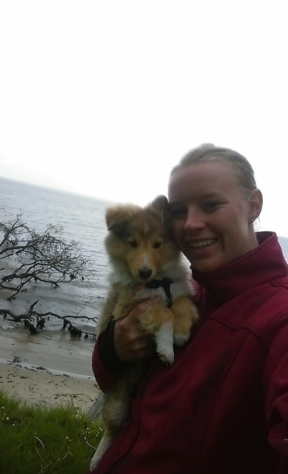 Shetland sheepdog Molly billede 7