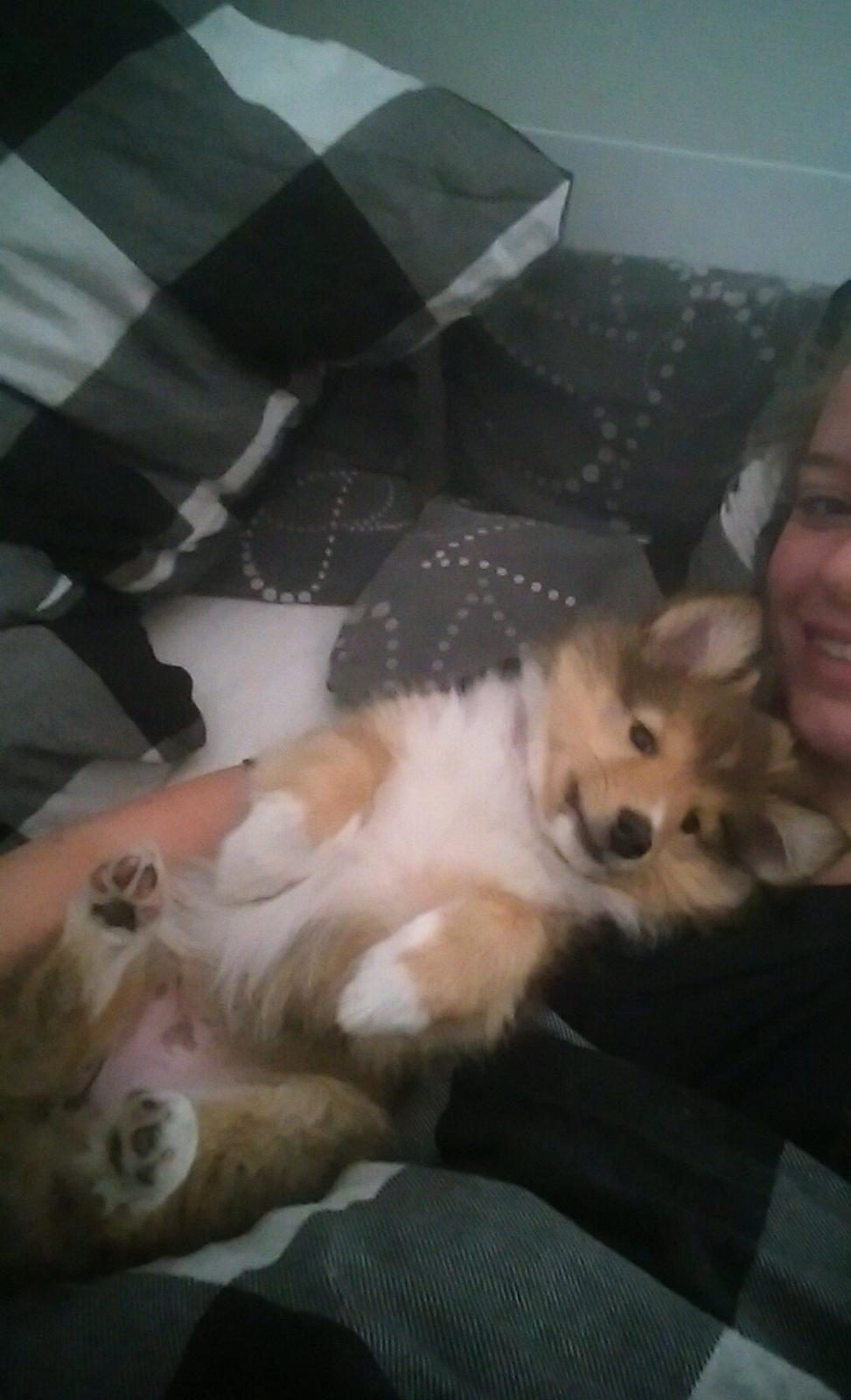 Shetland sheepdog Molly billede 8