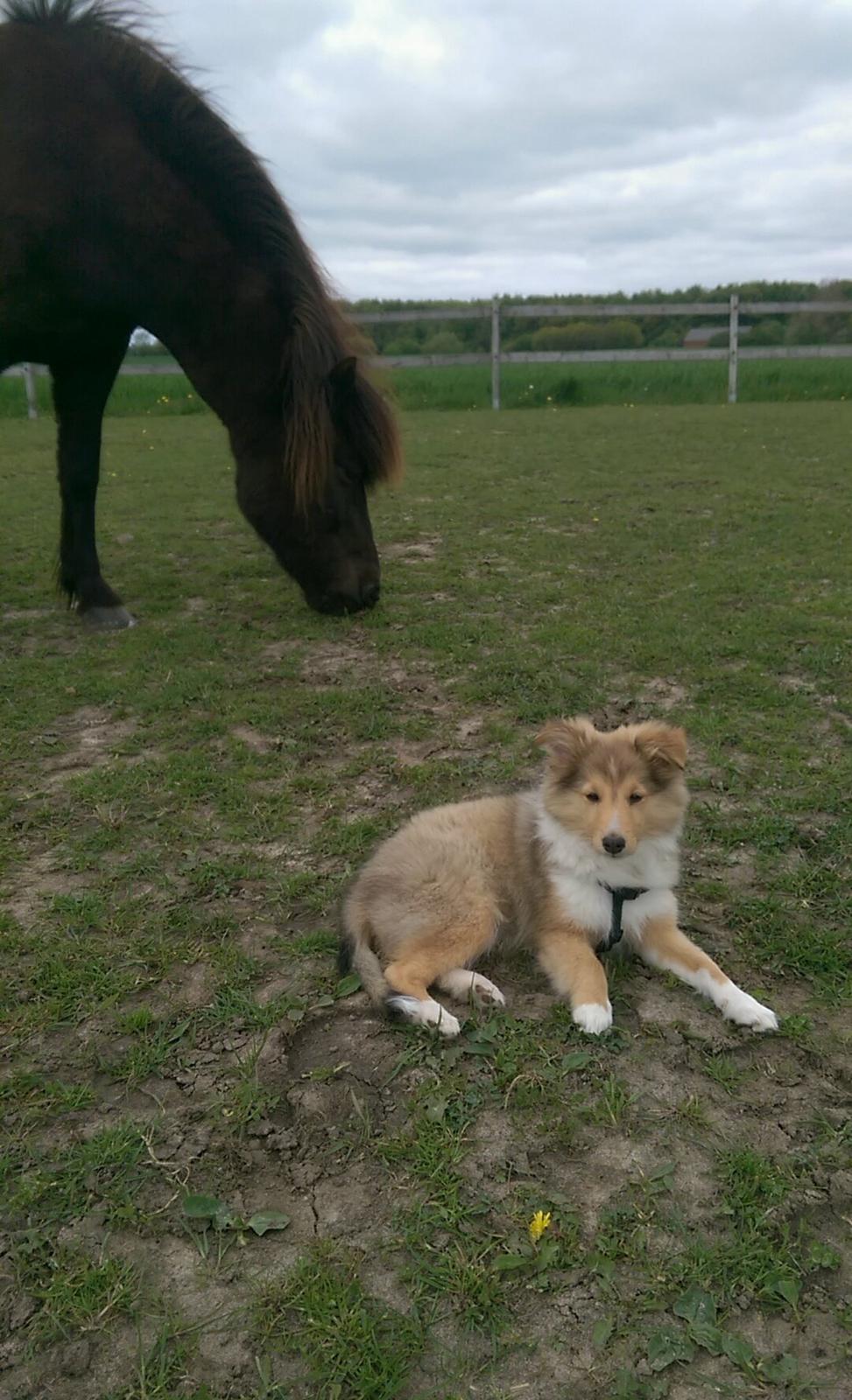 Shetland sheepdog Molly billede 6