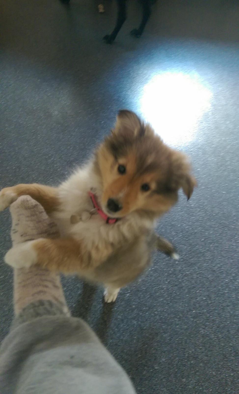 Shetland sheepdog Molly billede 9