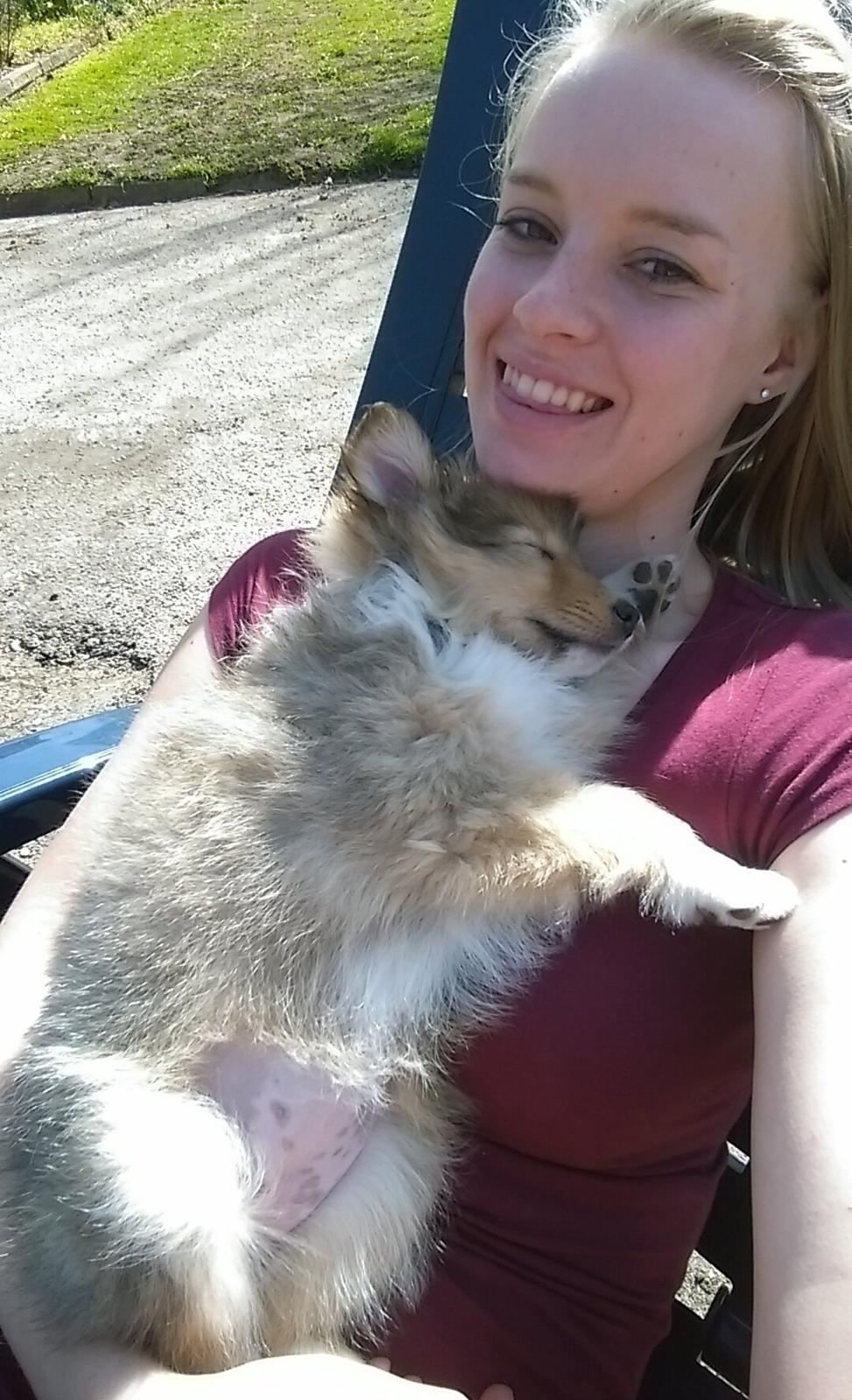 Shetland sheepdog Molly billede 10