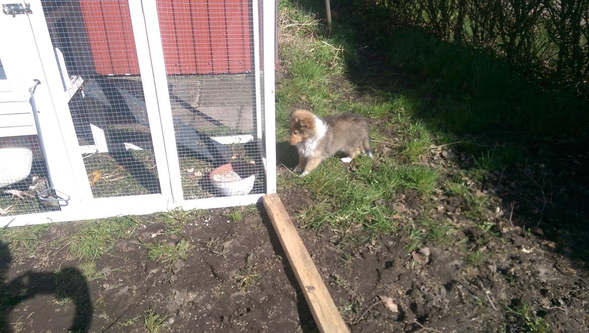 Shetland sheepdog Molly billede 11