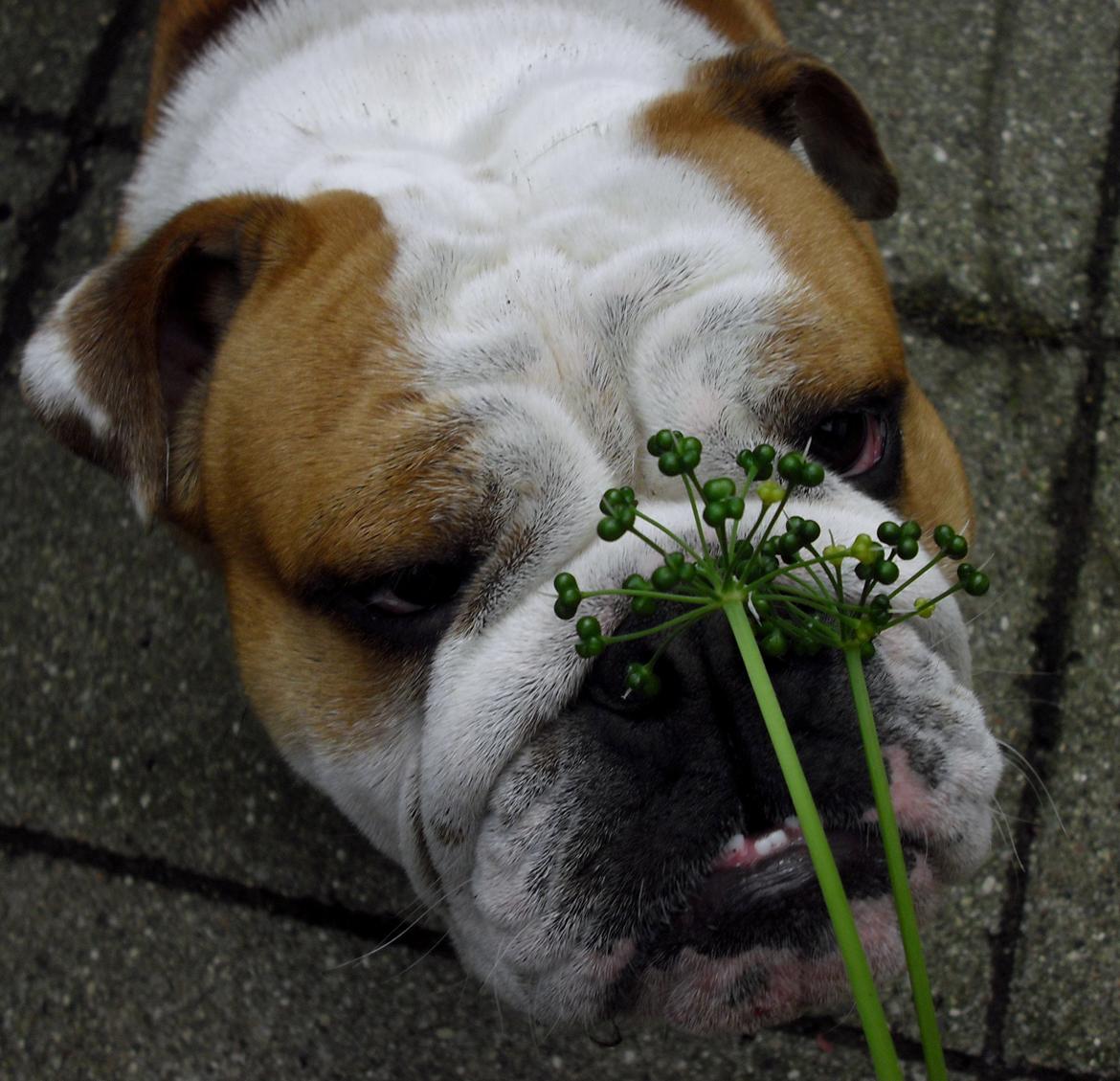 Engelsk bulldog Watson - Kampvognen - Watson 13 måneder billede 1