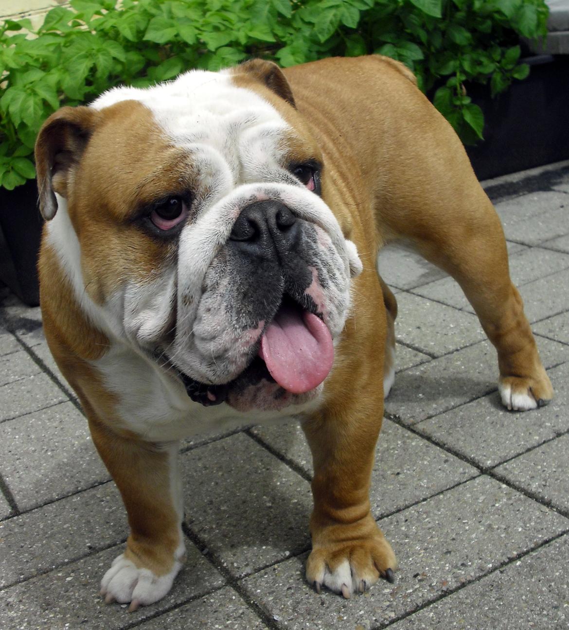 Engelsk bulldog Watson - Kampvognen - Watson 13 måneder billede 2