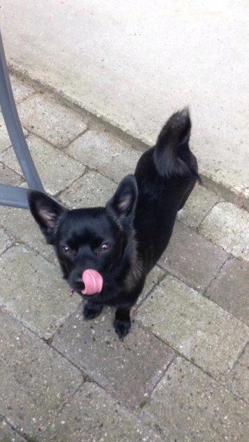 Blanding af racer Pomeranian, Chihuahua Shellie billede 12