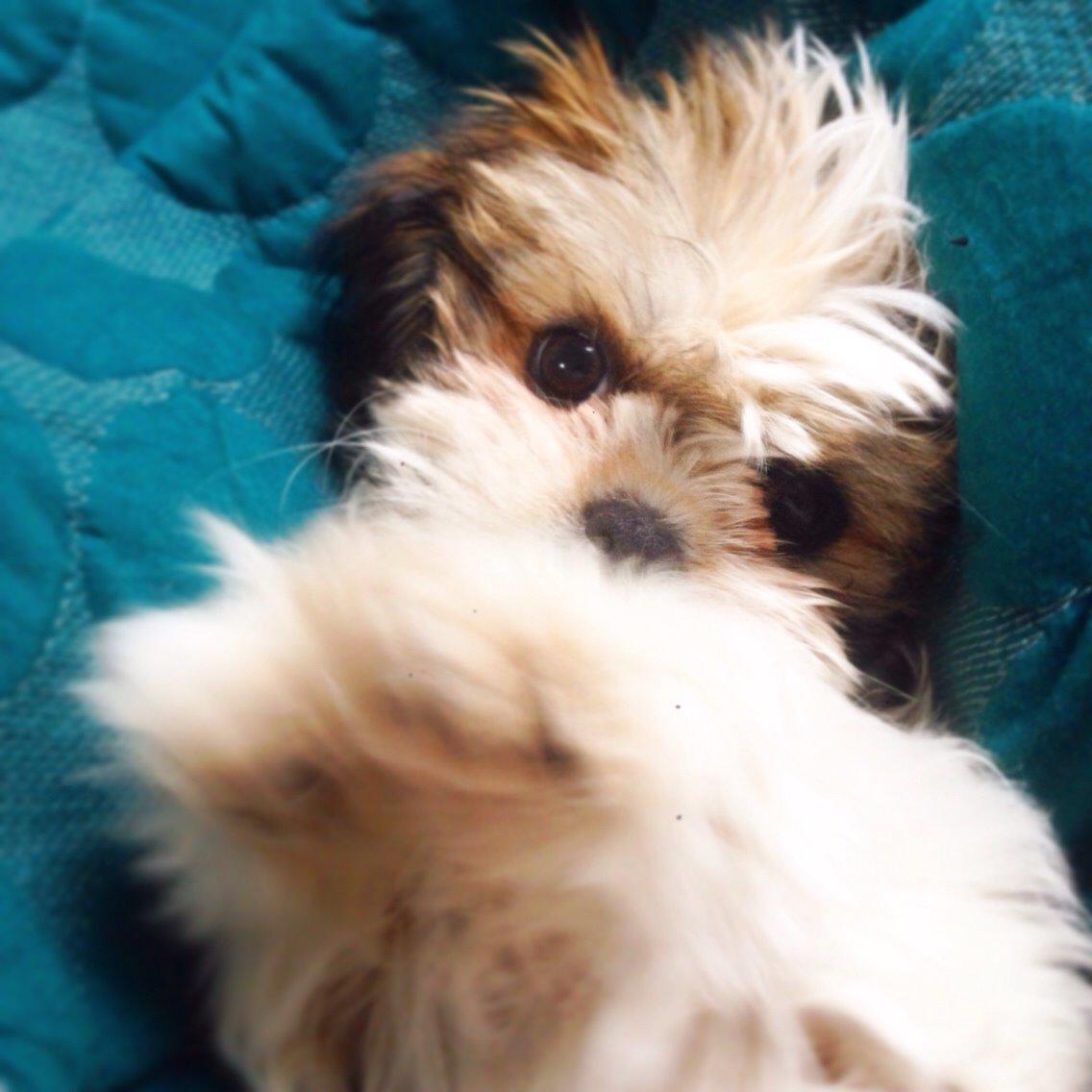 Shih tzu Alma billede 17