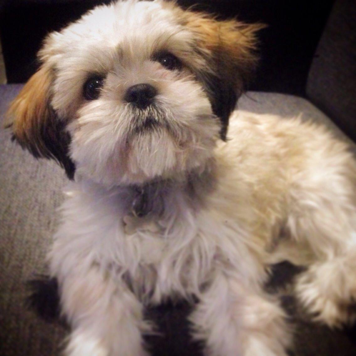 Shih tzu Alma billede 16