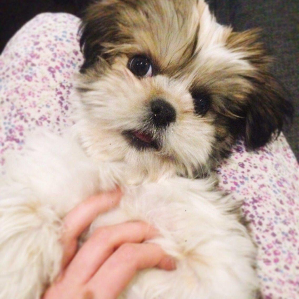 Shih tzu Alma billede 18