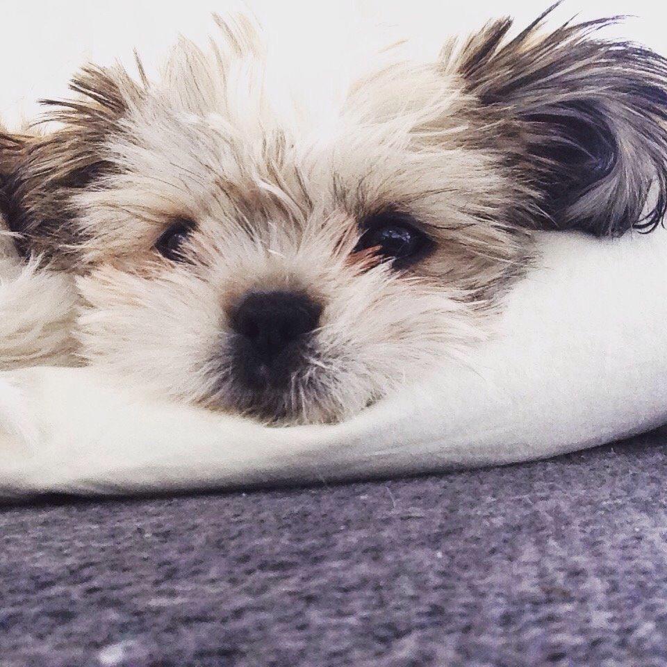 Shih tzu Alma billede 19