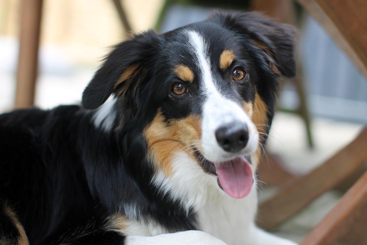 Border collie Onlystar's I Love You Rebel [Bella] billede 6