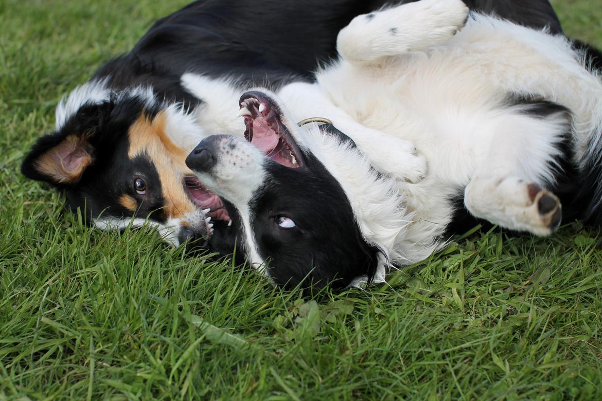 Border collie Onlystar's I Love You Rebel [Bella] billede 20
