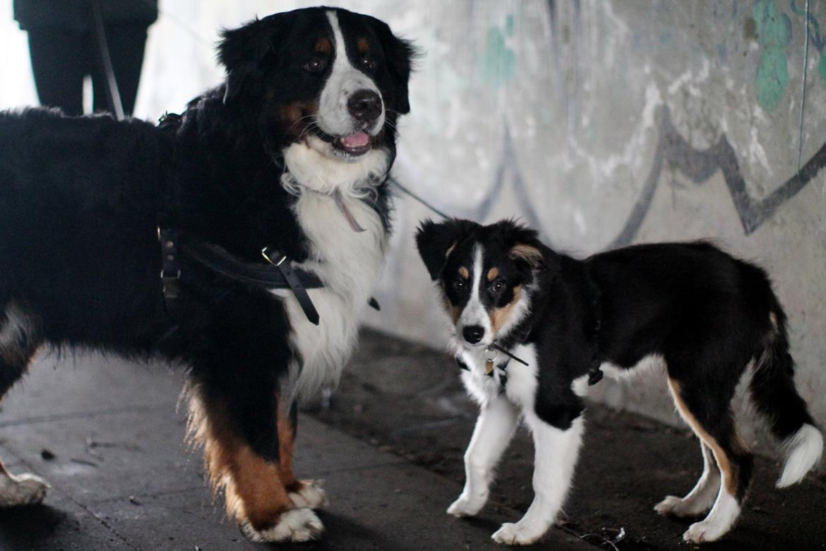 Border collie Onlystar's I Love You Rebel [Bella] - Gangster vapserne  billede 4