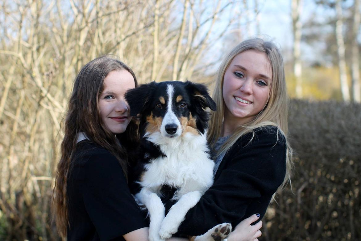 Border collie Onlystar's I Love You Rebel [Bella] billede 13