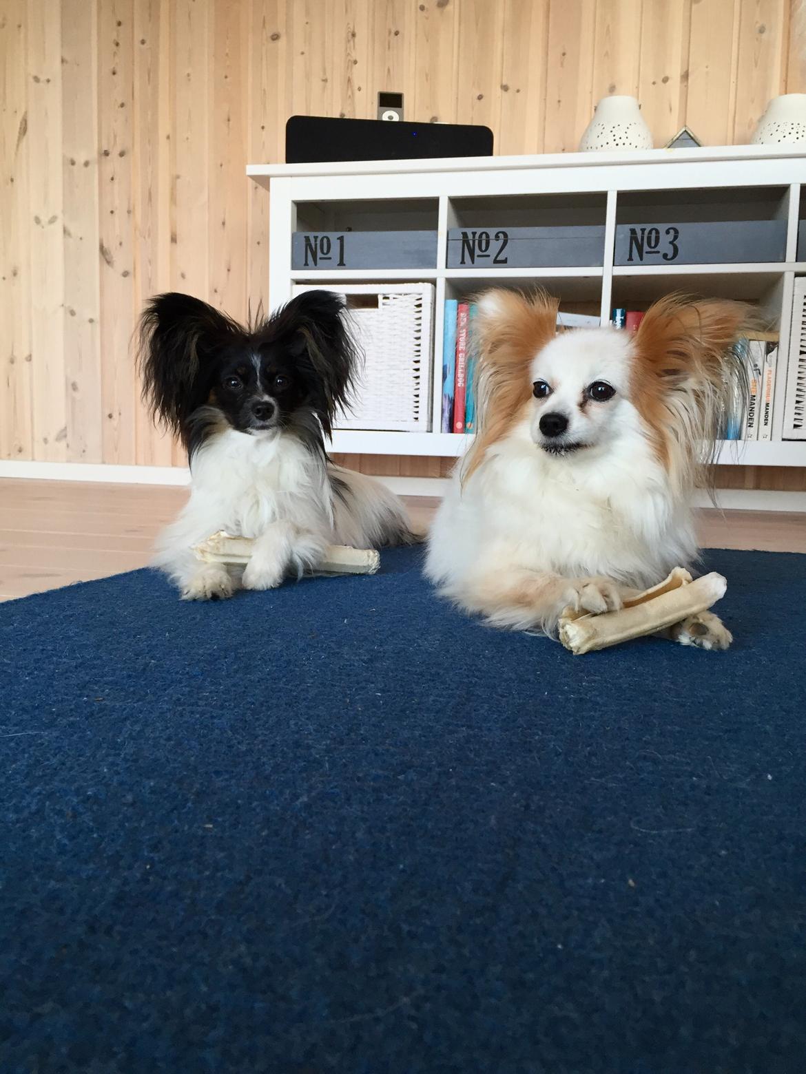 Papillon Luna - Luna på 10 md og Zille på 10 år  billede 17