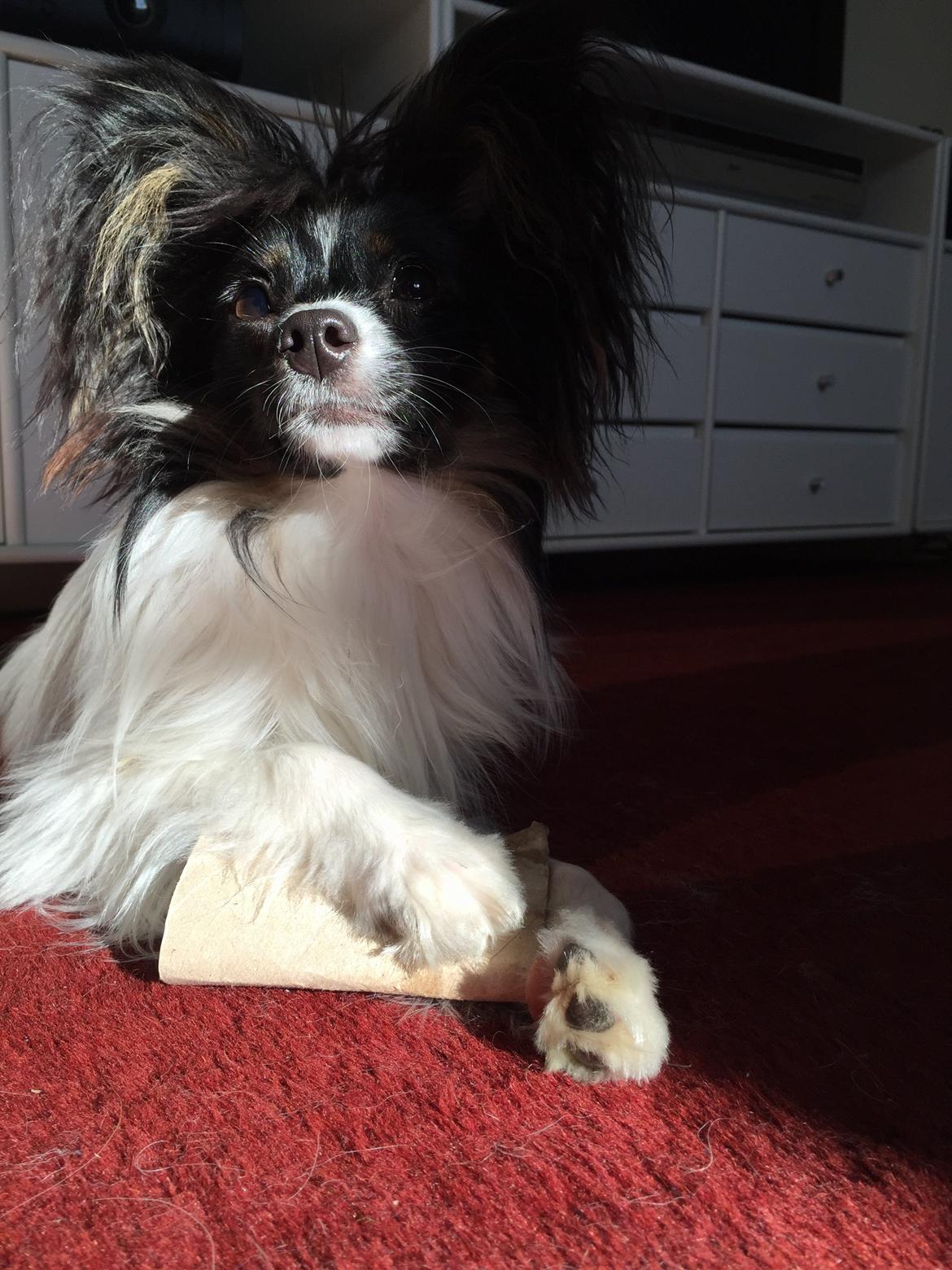 Papillon Luna billede 19