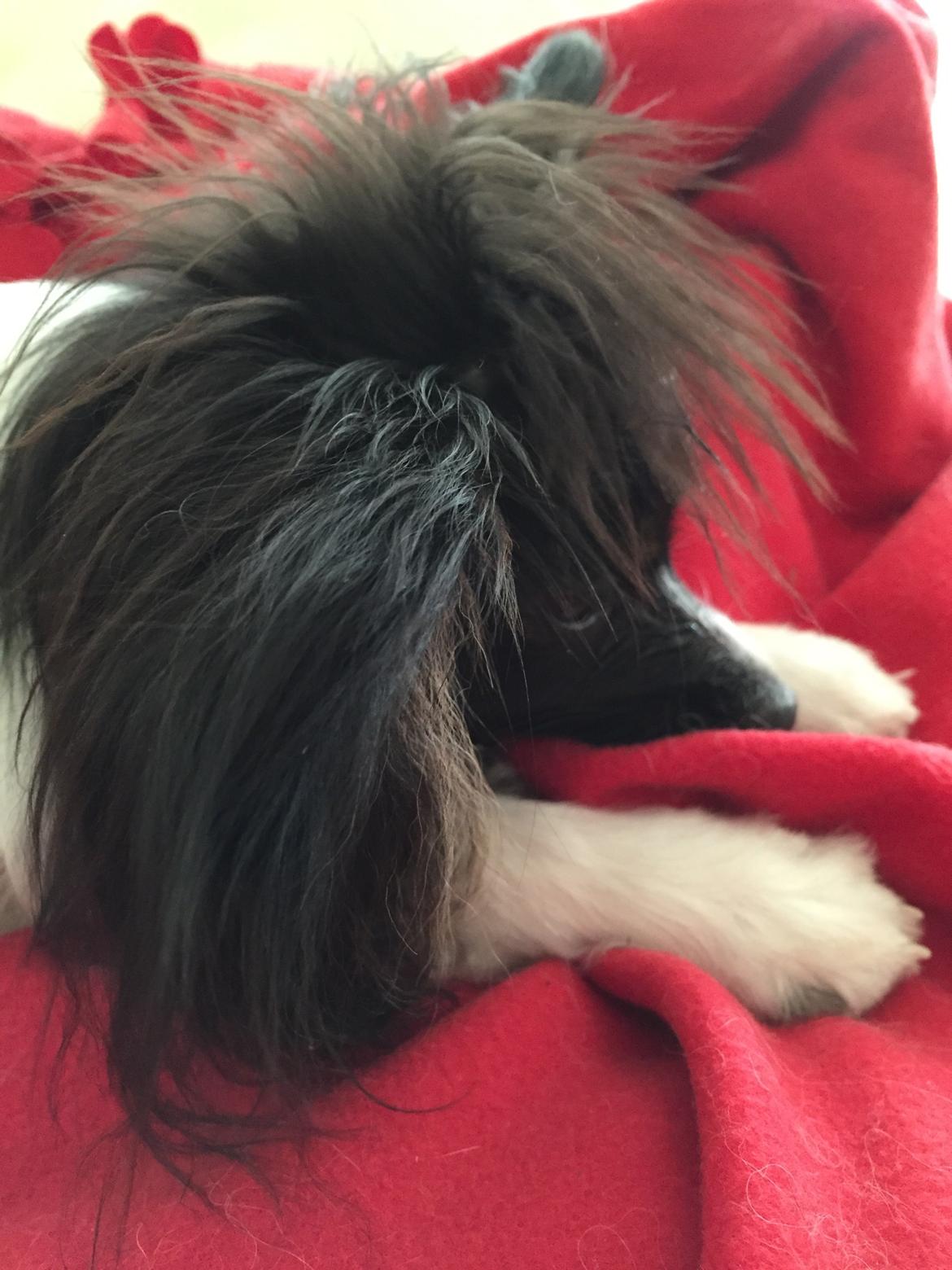 Papillon Luna - hun har den underligste punker frisure  billede 20