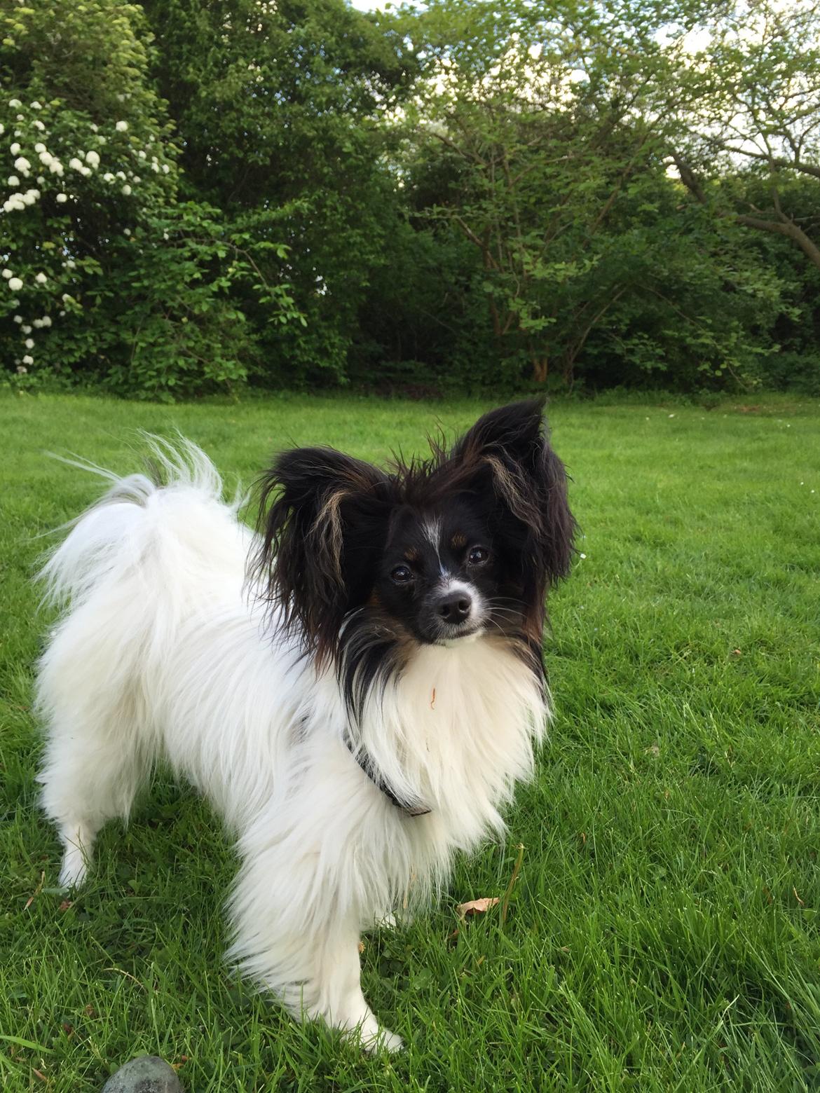 Papillon Luna billede 18