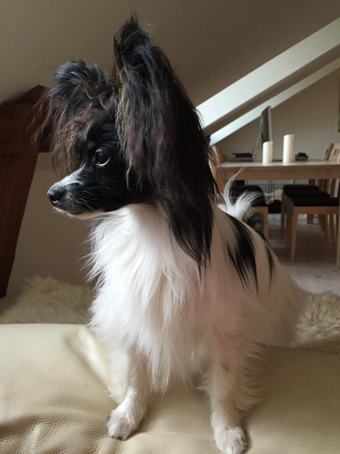 Papillon Luna billede 22