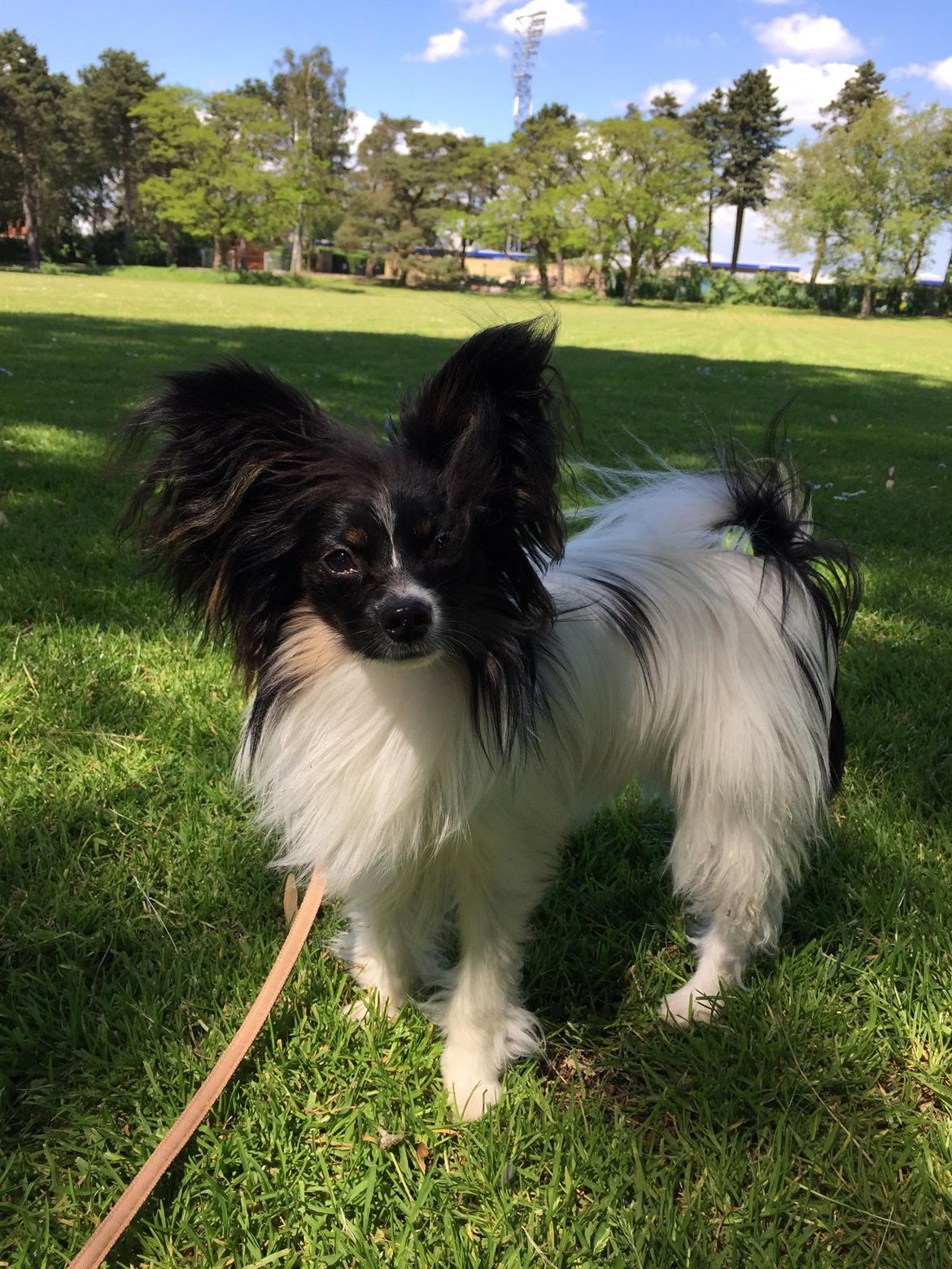 Papillon Luna billede 21