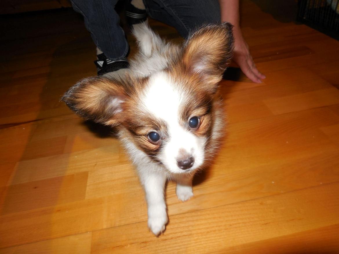 Papillon Askepot's Nemo "Louie" billede 5