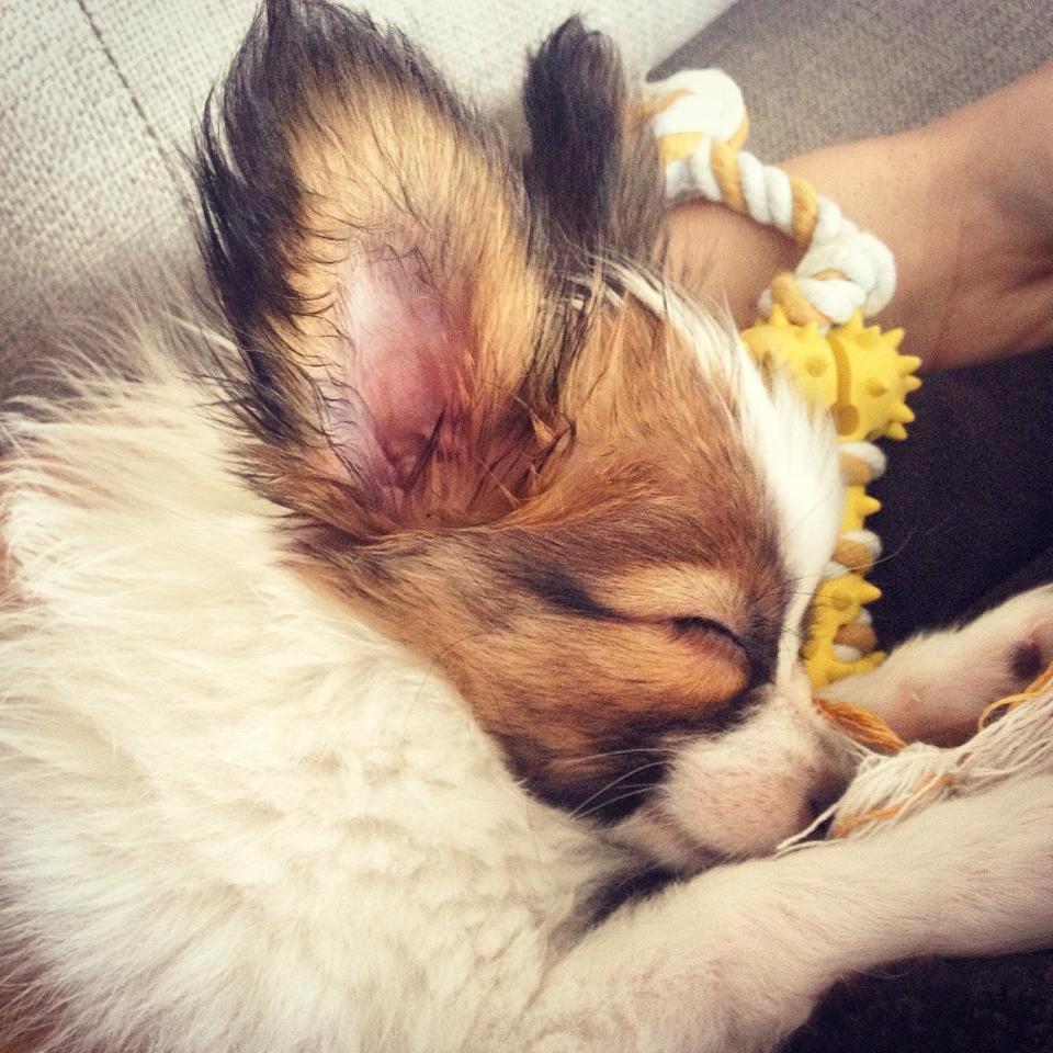 Papillon Askepot's Nemo "Louie" billede 7