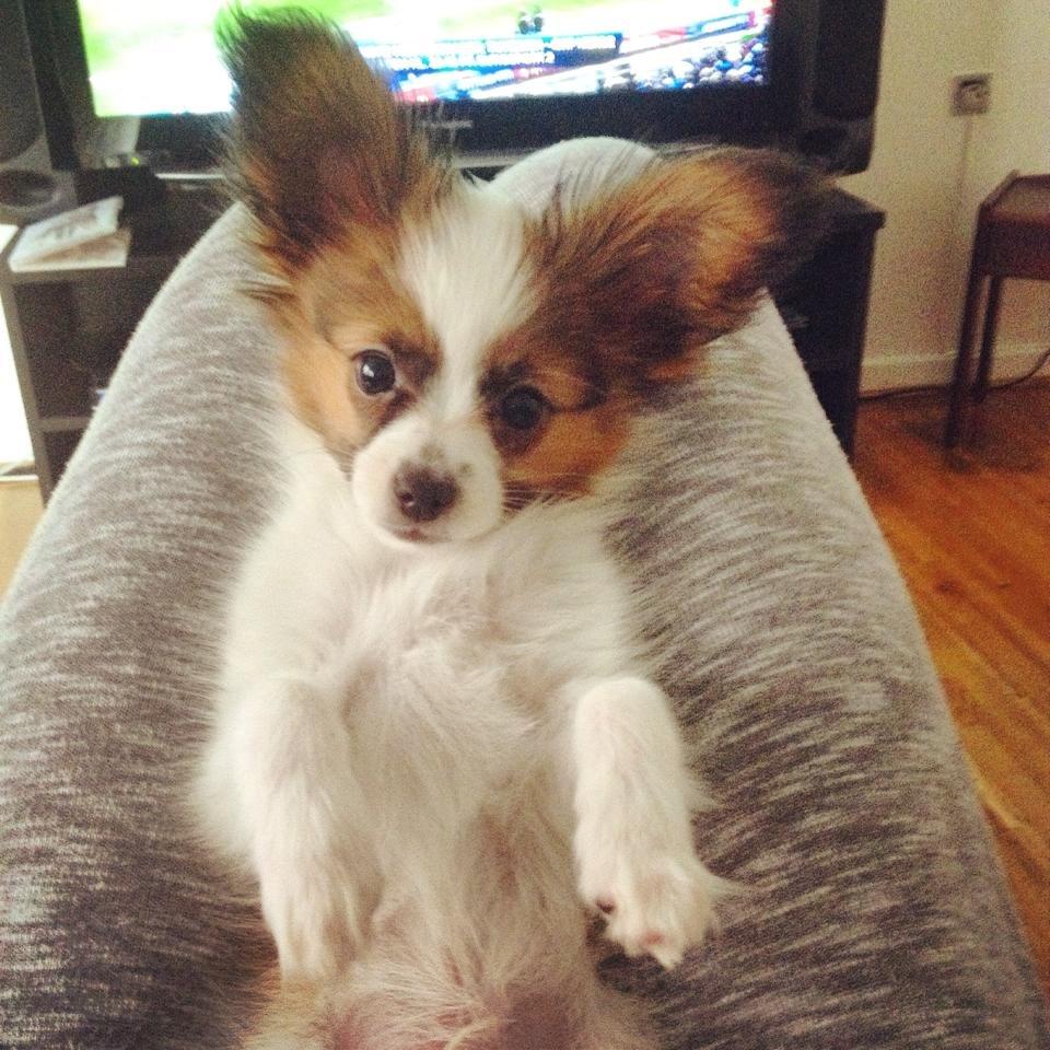 Papillon Askepot's Nemo "Louie" billede 9