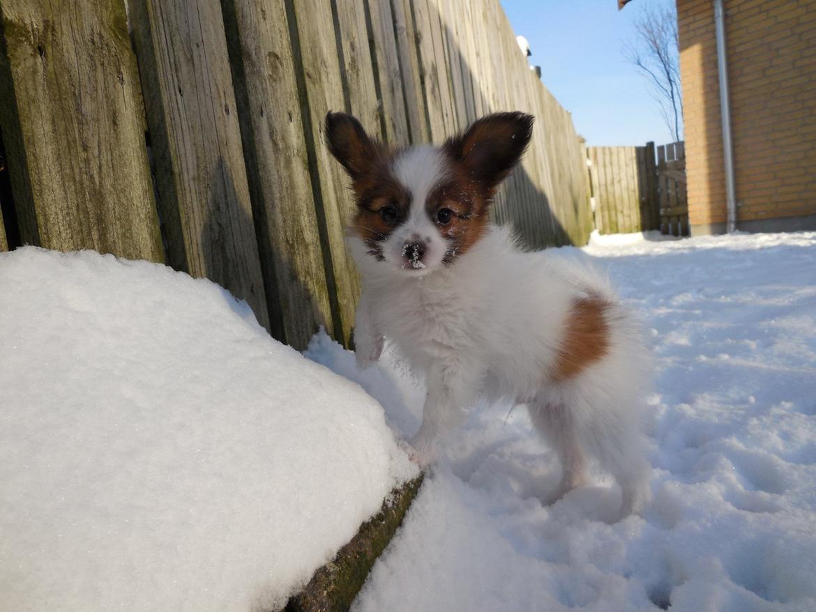 Papillon Askepot's Nemo "Louie" billede 4
