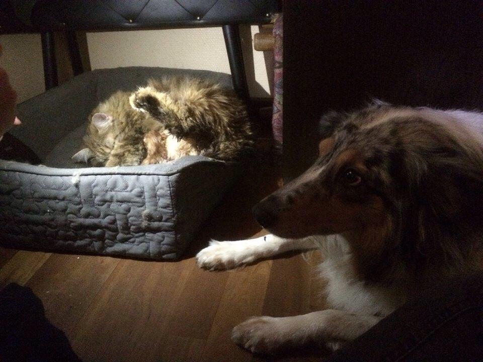 Shetland sheepdog Lassie billede 21