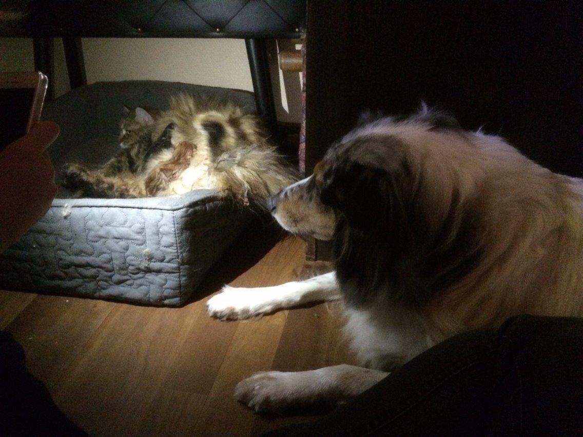 Shetland sheepdog Lassie billede 22