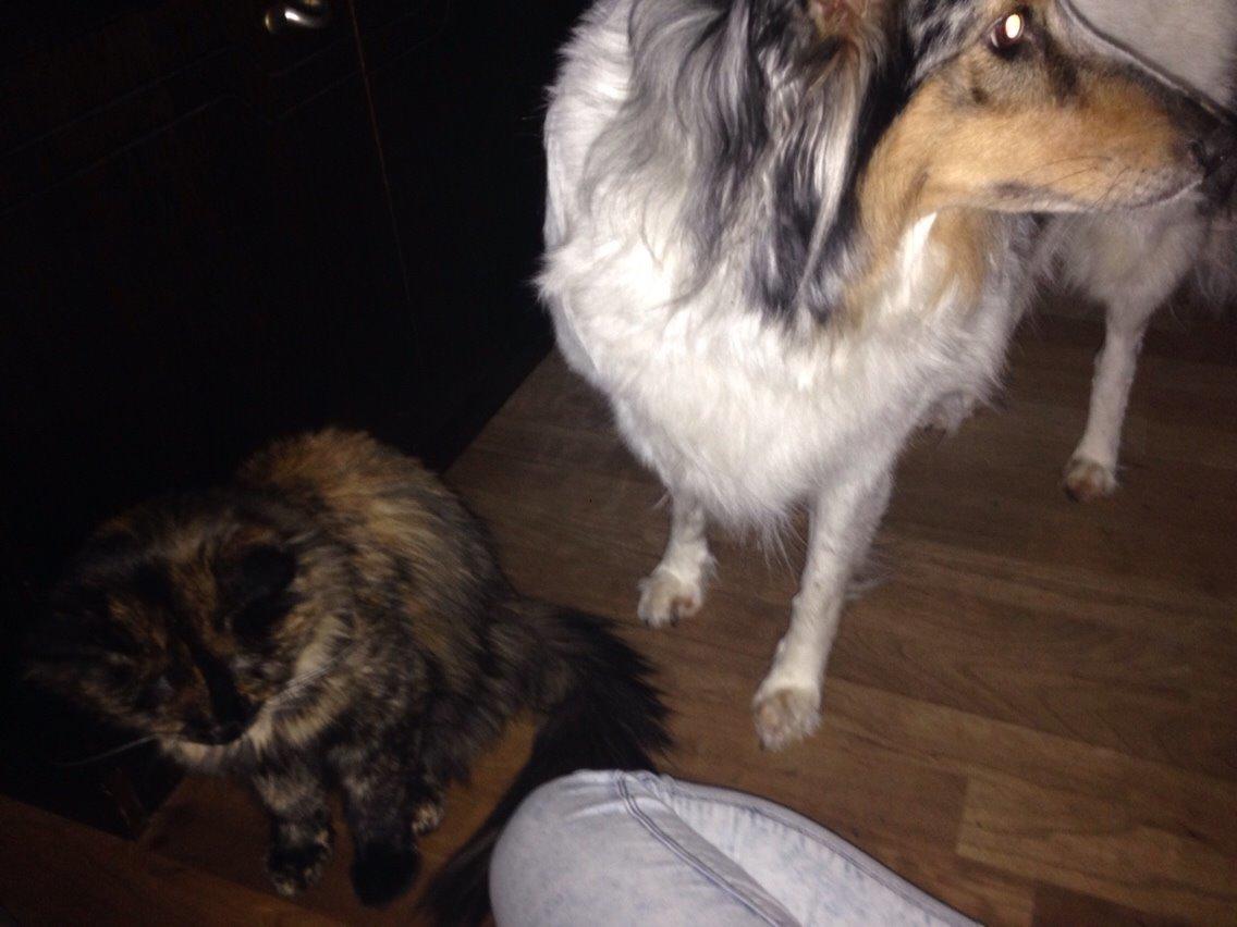 Shetland sheepdog Lassie billede 23